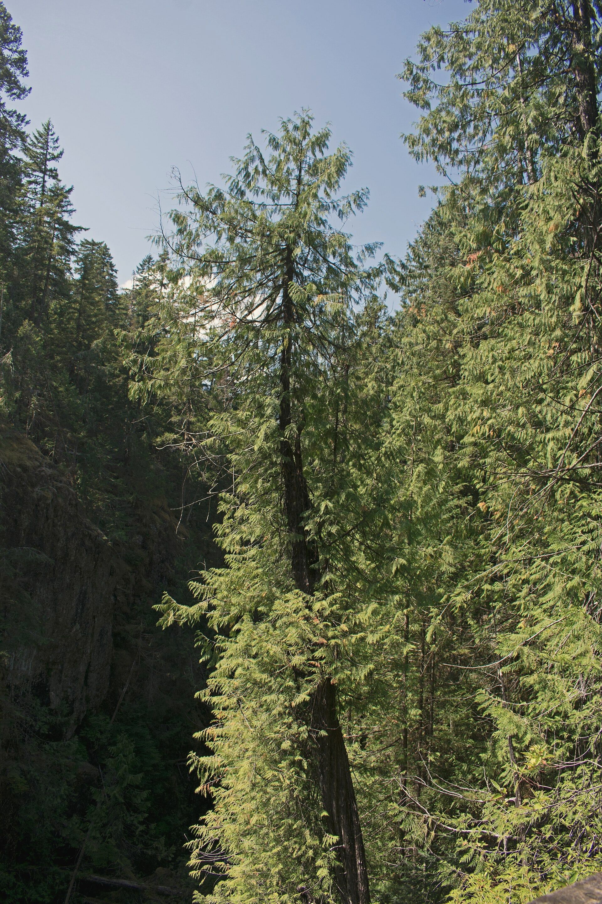 Tall western red cedar trunks in Strathcona Provincial Park.